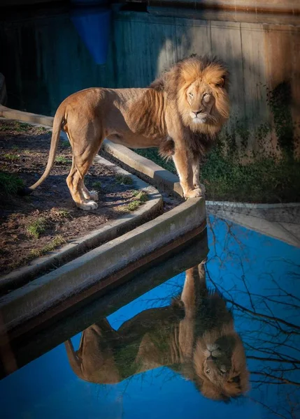 León Con Reflexión — Foto de Stock