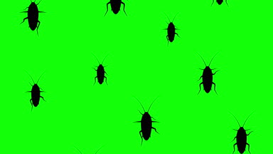 Hamamböceği istilası