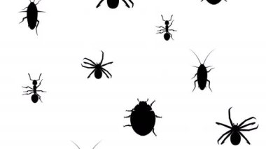 Eklembacaklılar işgali