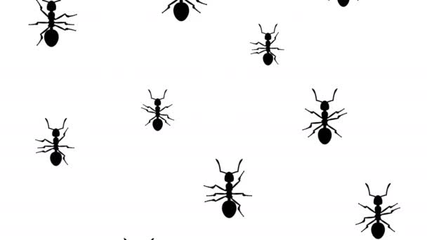Invasão de formigas — Vídeo de Stock
