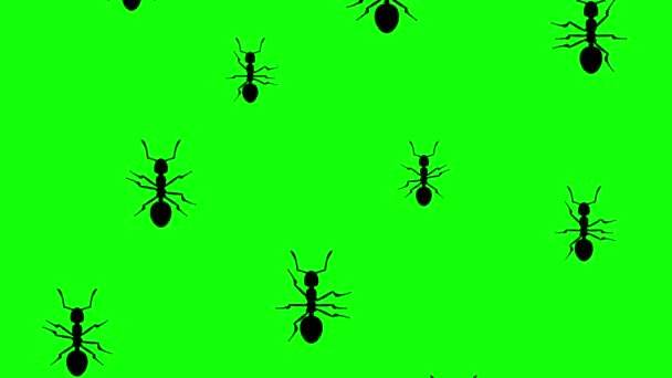 개미 의침 입 — 비디오