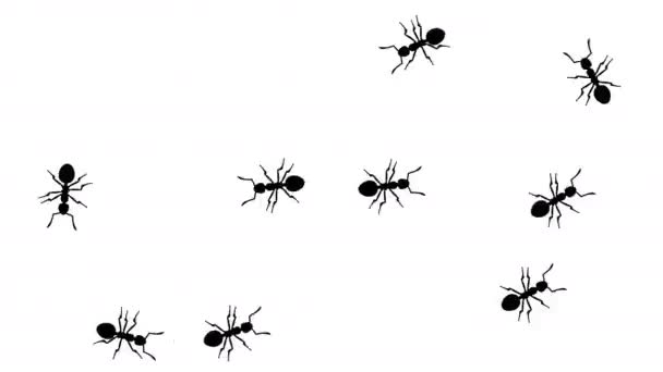 Ameisen im Verbotsschild — Stockvideo