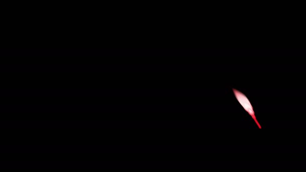 Ekor merah partikel — Stok Video