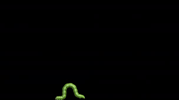 Caterpillar op transparante achtergrond, looping 3D-animatie — Stockvideo
