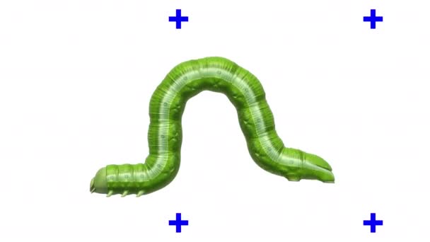 Caterpillar en blanco, animación 3D en bucle — Vídeos de Stock