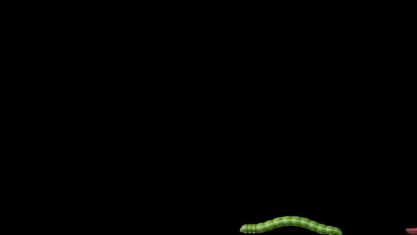 Caterpillars and Worms on transparent background, 3D animation — Stock Video