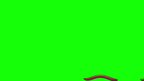 Worms on green, 3D animation — Stock Video