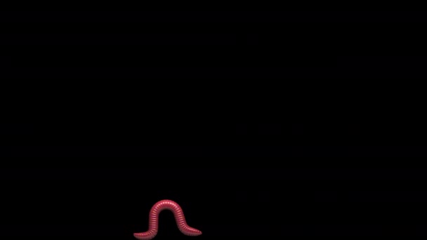 Worm em fundo transparente, looping animação 3D — Vídeo de Stock