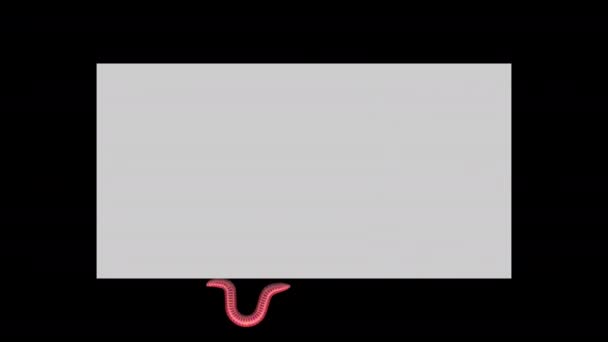 Worm no retângulo cinza, looping animação 3D — Vídeo de Stock
