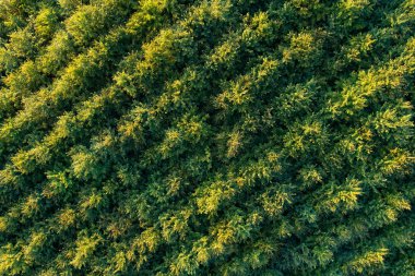 İğne yapraklı orman plantasyonları havadan görünümü. Yeşil kabarık Ladin çapraz satırları