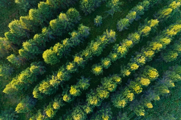 농장의 전망입니다 녹색가 나무의 대각선 — 스톡 사진