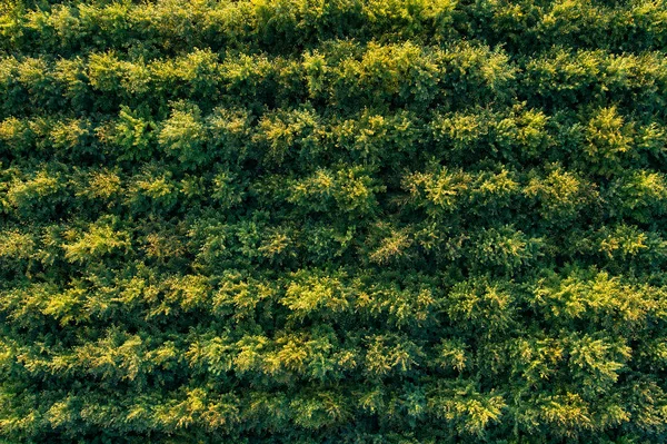 Yaprak Döken Orman Plantasyonları Havadan Görünümü Yeşil Kabarık Ağaçlar Satırları — Stok fotoğraf