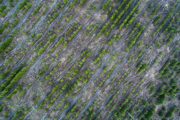 Vista Aérea Las Plantaciones Coníferas Jóvenes Filas Diagonales Abetos Abedules — Foto de Stock