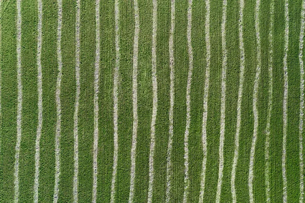 Aerial Drone View Striped Green Farm Field — Stock Photo, Image