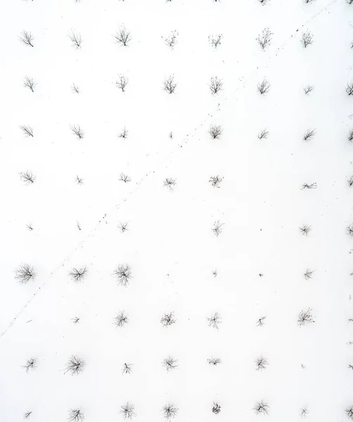 Vue aérienne hivernale de rangées d'arbres nus sur la neige — Photo