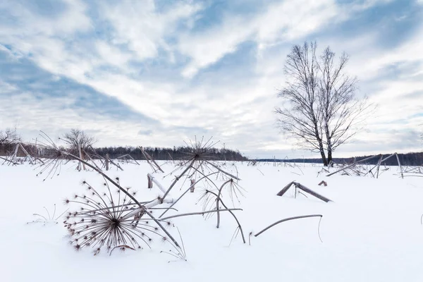 Campo Cubierto Nieve Hierbas Secas Superficie Nieve Día Invierno Sombrío —  Fotos de Stock