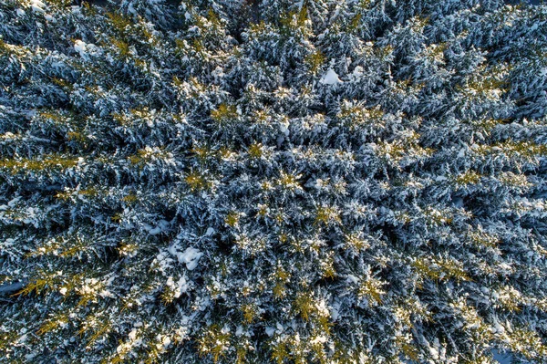 Karlı kış kozalaklı orman — Stok fotoğraf