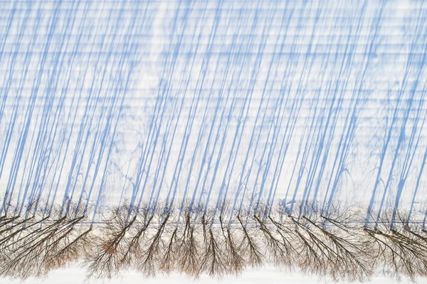 Vista aérea do campo de inverno e árvores com sombras — Fotografia de Stock