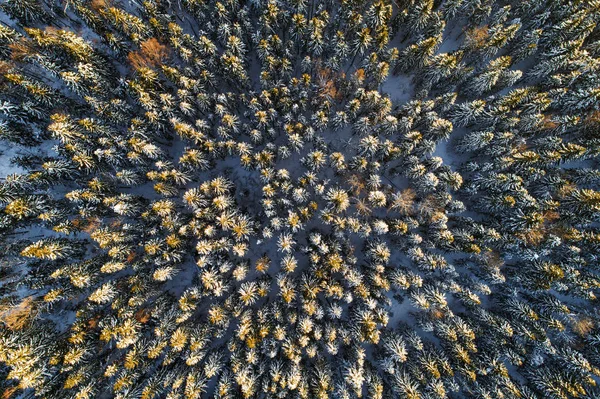 雪深い冬の針葉樹林 — ストック写真