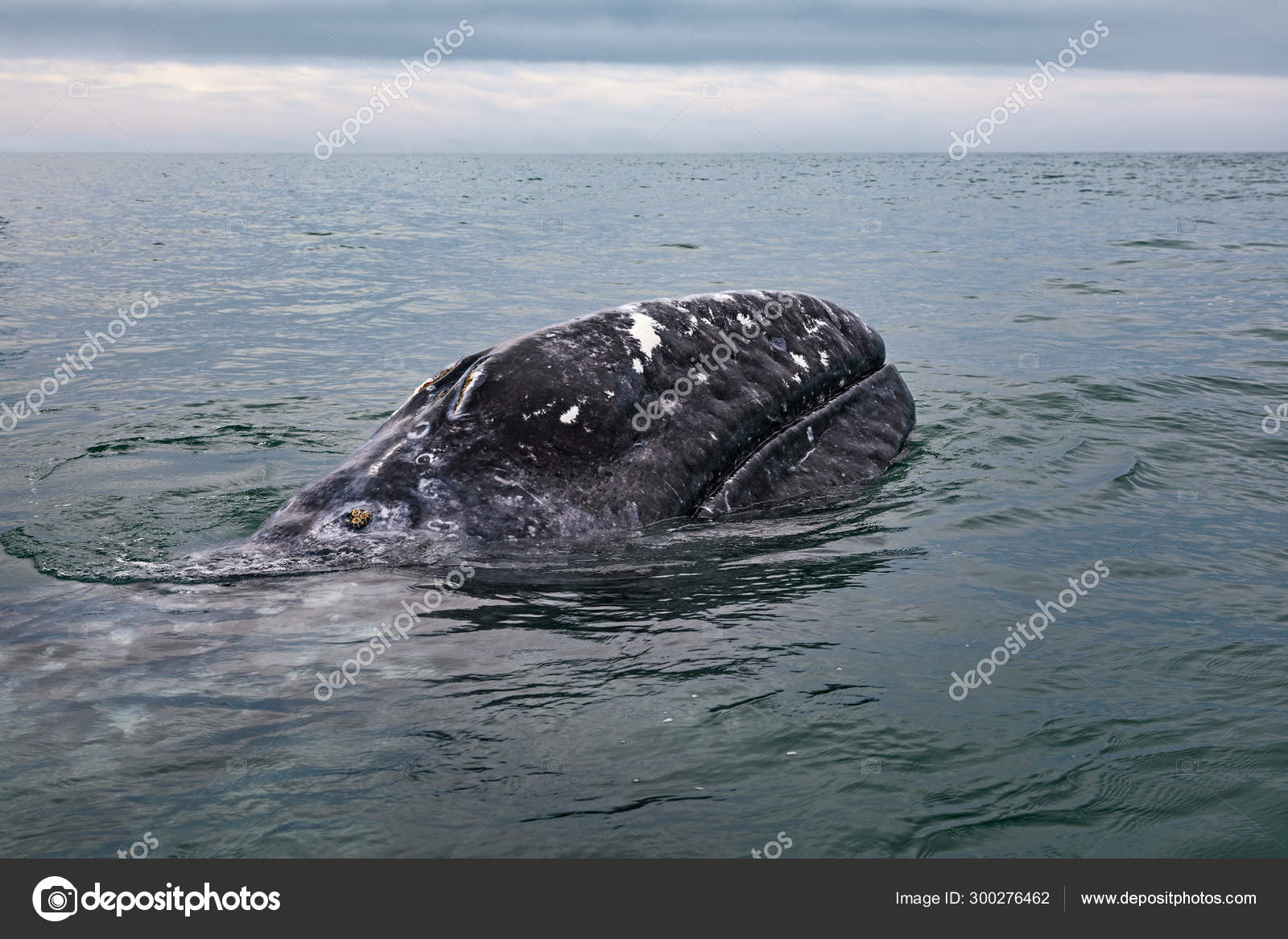 Grey Whale Surfaces In Baja California On Mexico S Pacific Coast Stock Photo By C Mike Laptev