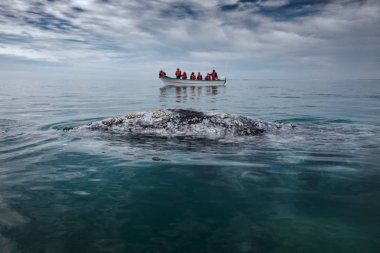 Gri balina turistler, Baja Californi ile bir tekne yanında yüzeyler
