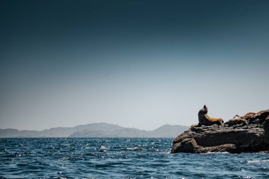Kaliforniya deniz aslanları (Zalophus californianus) Isla Coronado kayaları üzerinde. Baja California, Kaliforniya Körfezi.