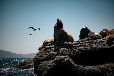 Kaliforniya deniz aslanları (Zalophus californianus) Isla Coronado kayaları üzerinde istirahat. Baja California, Kaliforniya Körfezi.