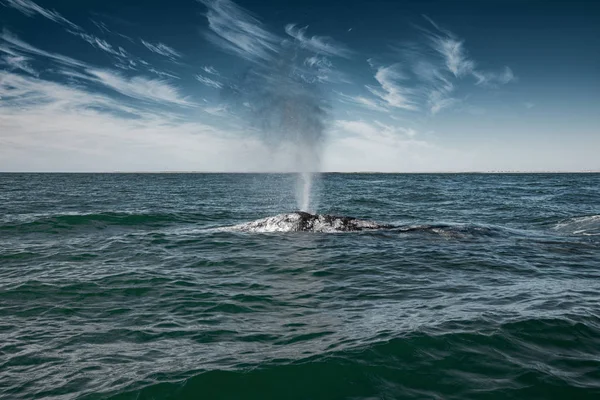 Acque di superficie e di germogliamento delle balene grigie — Foto Stock