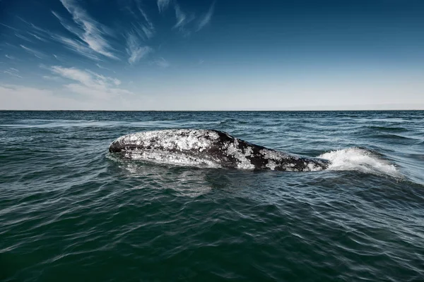 Поверхности серых китов в Нижней Калифорнии на тихоокеанском побережье Мексики — стоковое фото