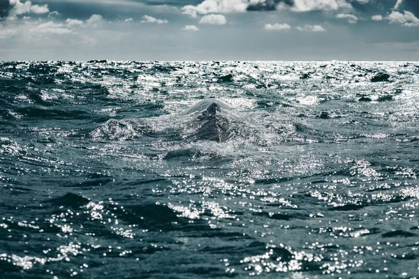Поверхности серых китов в Нижней Калифорнии на тихоокеанском побережье Мексики — стоковое фото