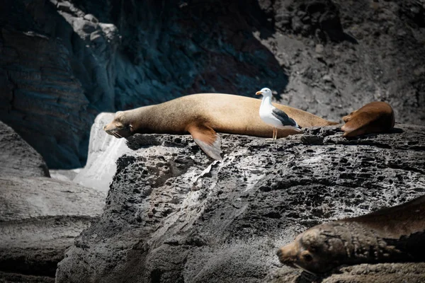 California sea lions (Zalophus californianus) sunbathing on the rocks of Isla Coronado. Baja California, Gulf of California.