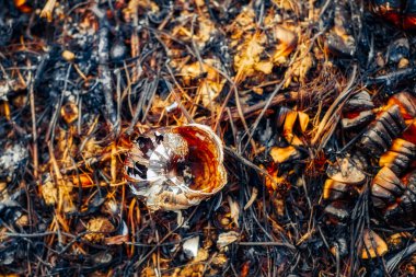 Yangından sonra ormanda.