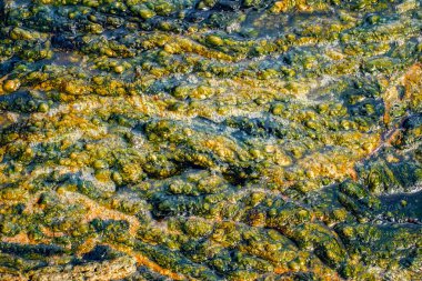 yosun ve duckweed detay Gölü, üstten görünüm.