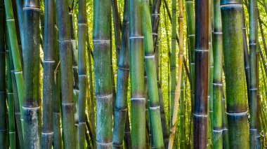 Bambu plantasyon closeup görünümü