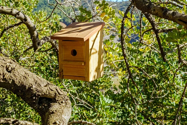 Nytt Trä Fågelholk Trädet — Stockfoto