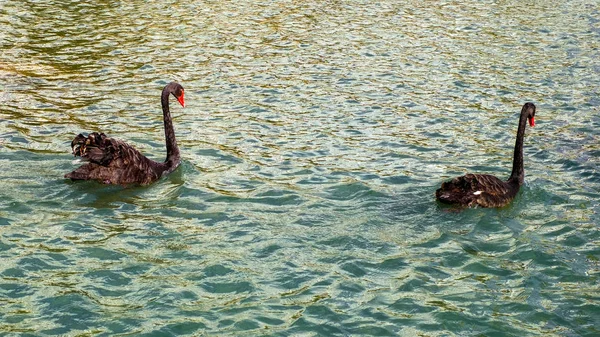 Beaux Cygnes Noirs Sur Lac — Photo
