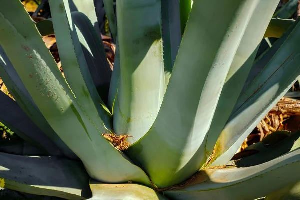 Cactus Plant Close Achtergrond — Stockfoto