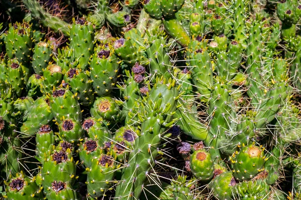 Cactus Plant Close Achtergrond — Stockfoto