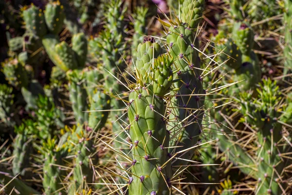 Cactus Plant Achtergrond Van Een Veld — Stockfoto