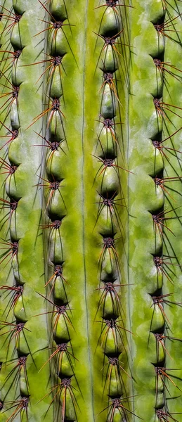 Cactus Plant Macro Weergave — Stockfoto