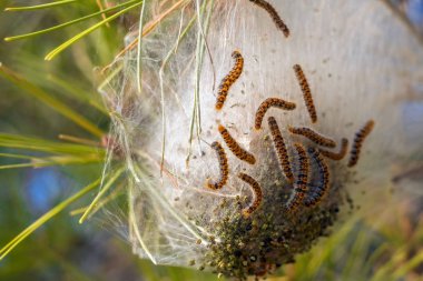 plant attacked by hairy caterpillars clipart