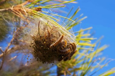 Kıllı tırtıllar tarafından saldırıya bitki