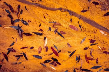 altın kum renkli yapraklarda