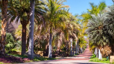 Conception Bahçe, jardin la concepcion Malaga (İspanya)