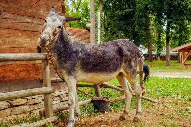 komik eşek görünümü Kapat bağlı,