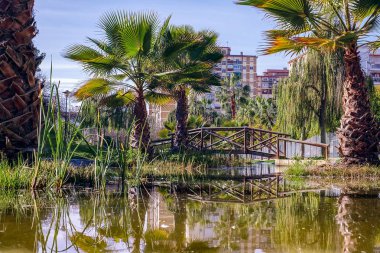 göl ve palmiye ağaçları