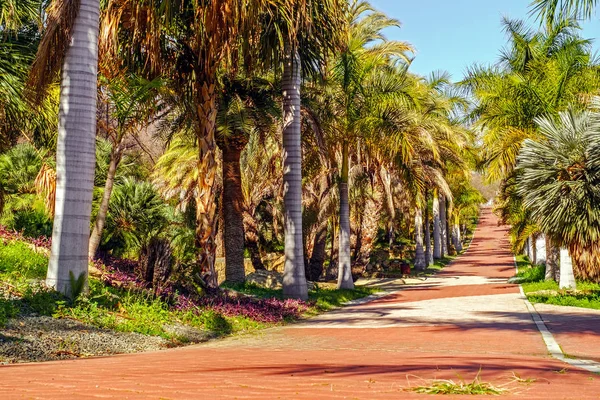 palmiye ağaçları ile güzel bir sokak