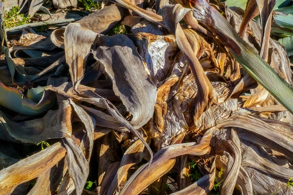 Droge Aloë Vera Plant Natuur — Stockfoto