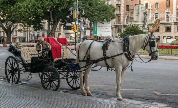 exotic tourist transport in carriage with horse in Malaga