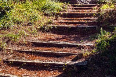 Ormandaki eski ahşap merdiven